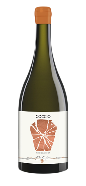 Image of "Coccio" Marche Bianco IGT 2022070