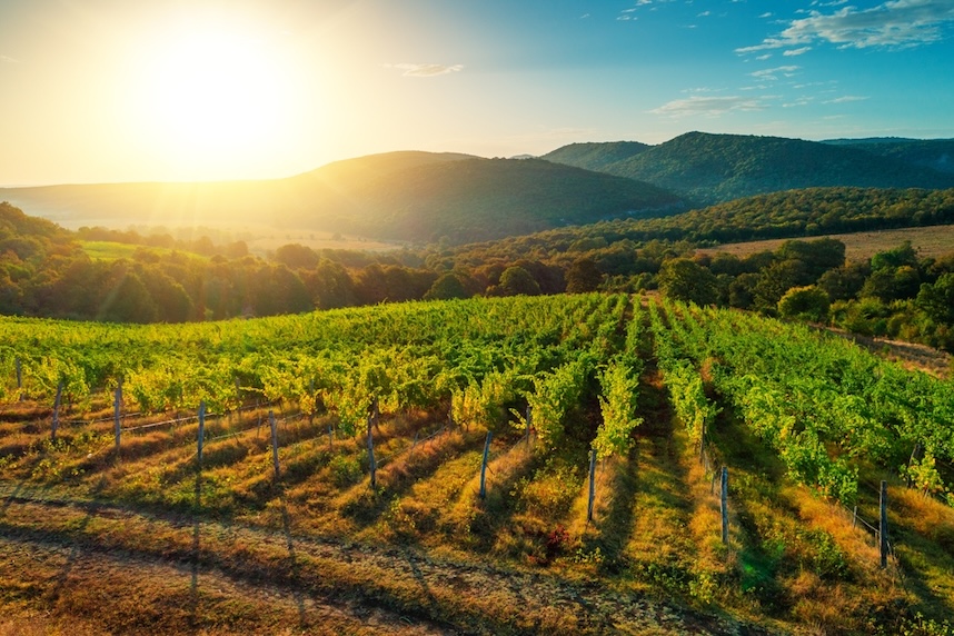 dove si produce lo chardonnay