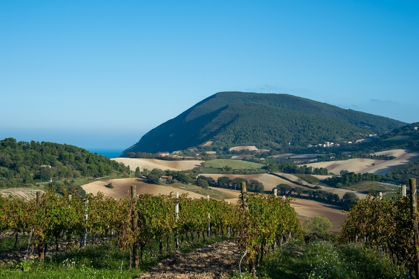 verdicchio dei castelli di jesi doc zone di produzione