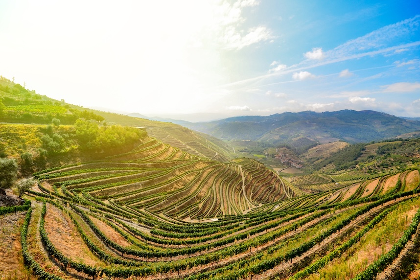 vini portogallo regione douro valley