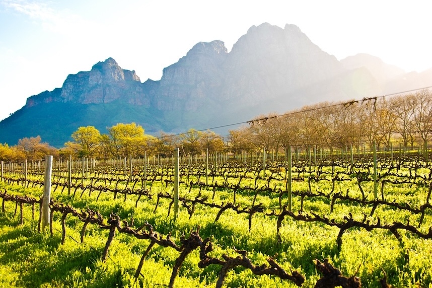 Vini sudafricani zone di produzione.